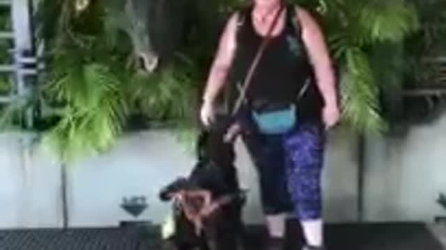 Chester the service dog has a sweet moment with Blue the velociraptor from Jurassic World.