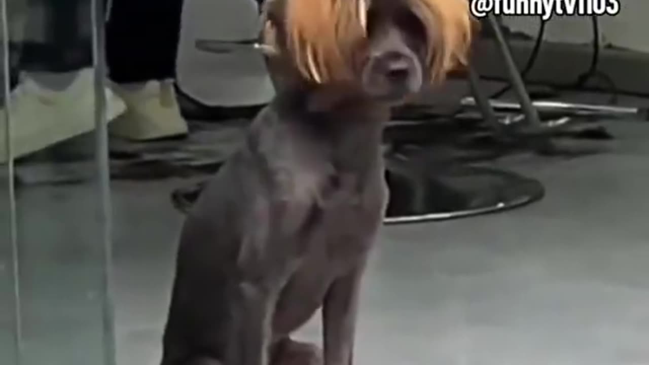 Pets get new hair style