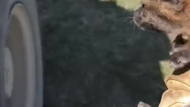 A Bunch of Cute Animals
