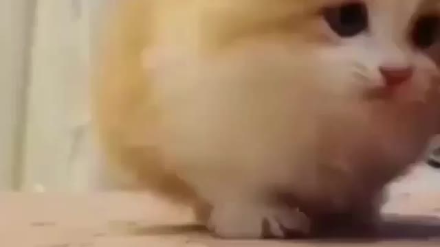 Cat funny video