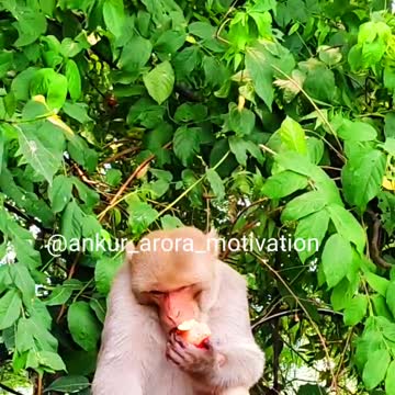 Monkey emotional flute video and cry 2021