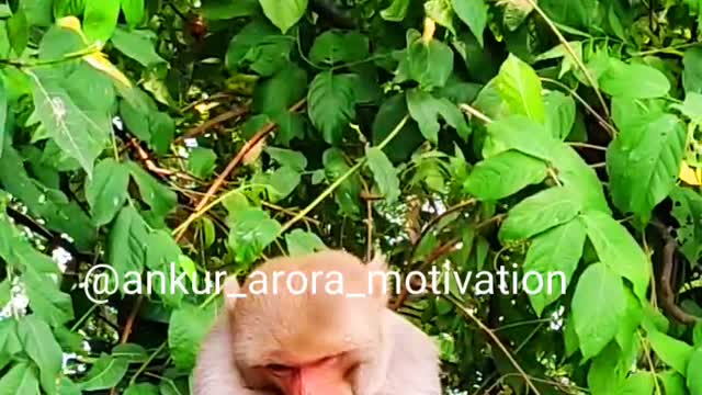 Monkey emotional flute video and cry 2021