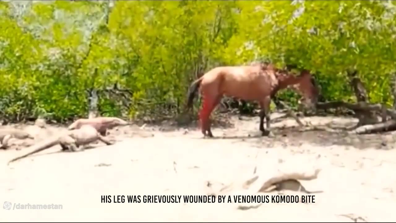 The power of Komodo's venom can kill a full-grown horse