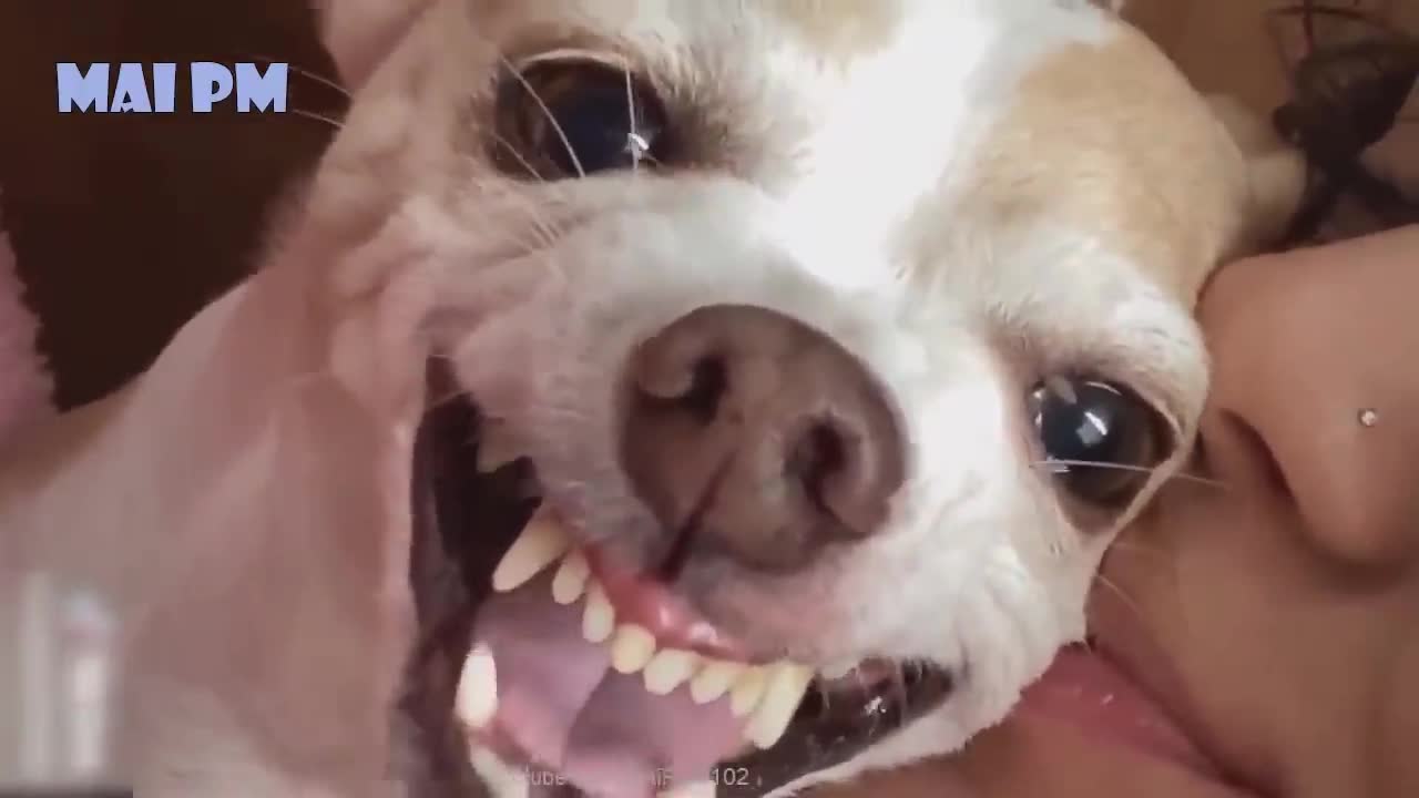 Dog funny video watch it