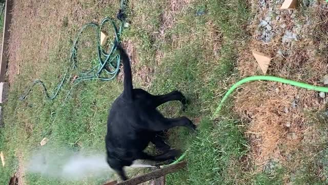 Moose and Bear Get a Pool