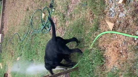 Moose and Bear Get a Pool