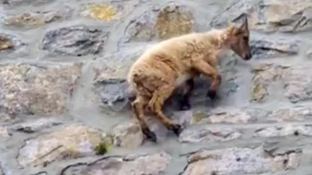 These goats are walking on the rockwall