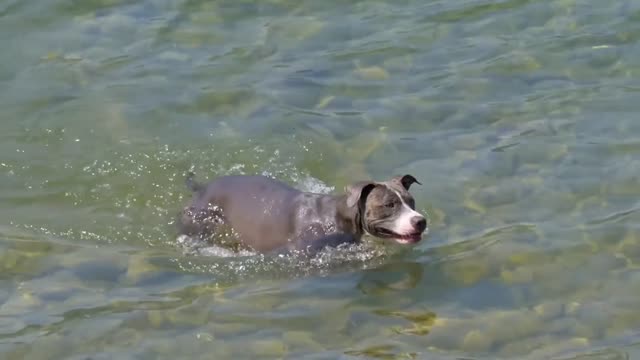 Dog Swimming in Water 🐕 #dogs