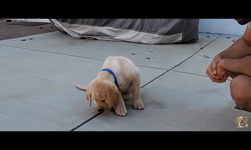 Dog tearing video