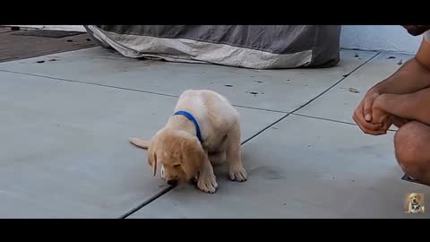 Dog tearing video