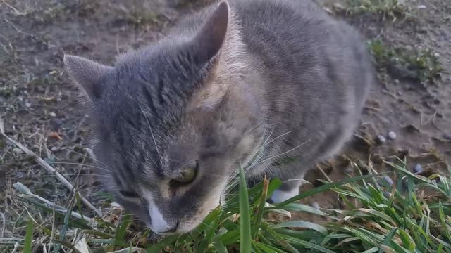 Cat eating grass