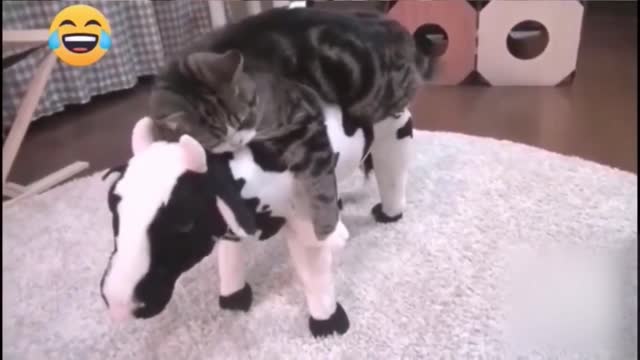 Funniest Cat & dog - Funny Cats Life 😂