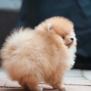 Smoll baby funny dog