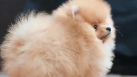 Smoll baby funny dog