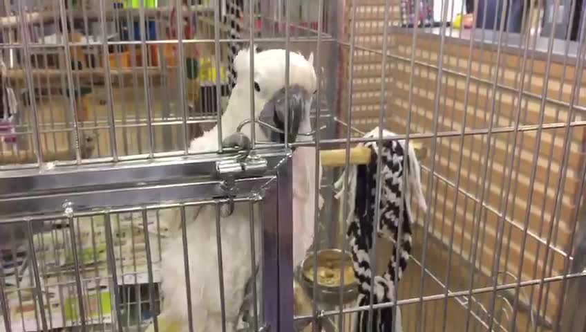 Parrot very eager to open the cage lock