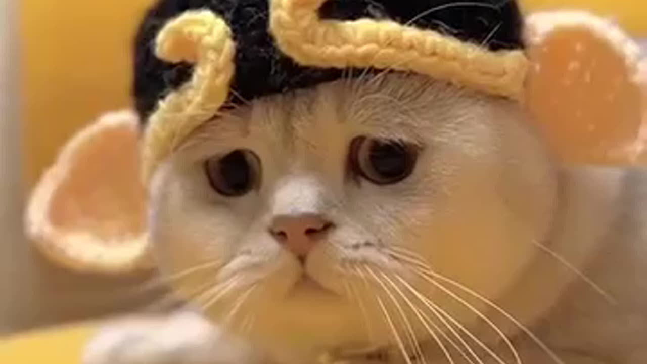 Funny Cat Video