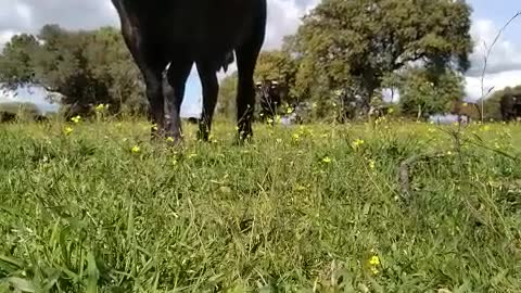 Unsure Cow