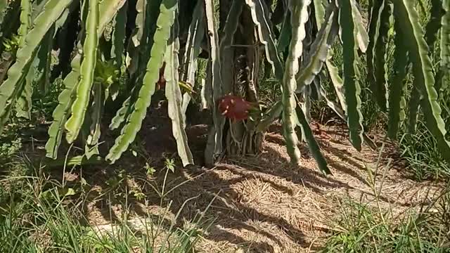 Vietnamese people are harvesting dragon fruit