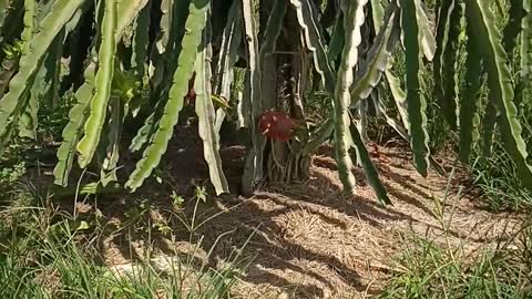 Vietnamese people are harvesting dragon fruit