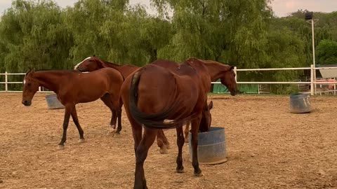 Horse stable