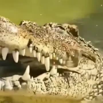 Hard food is no problem for crocodiles