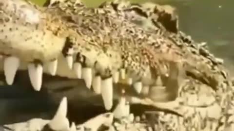 Hard food is no problem for crocodiles