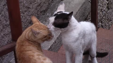 funny cats