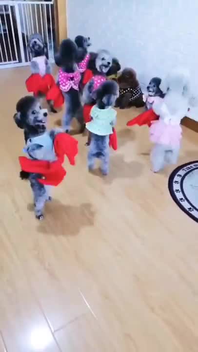 FUNNY AND CUTE ANIMALS