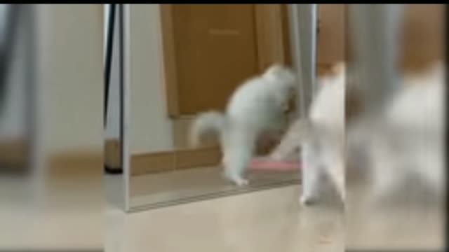 Baby cats - Cute and funny cats video compilation #1|Mukul Parkash