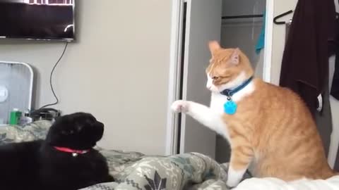 Fastest cat slaps