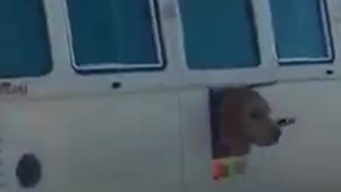 Kombi dog