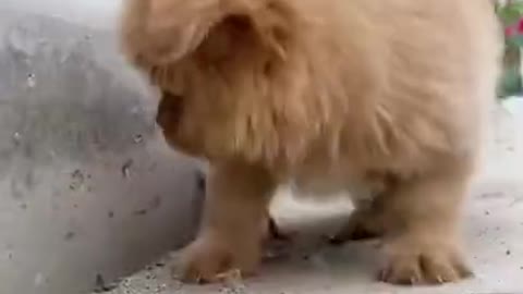 Funny Animal Videos - Awesome Funny Pet Animals | Cute Animals | Super Funny Dog Videos #short video