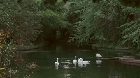 video with swans swimming in a river in japan