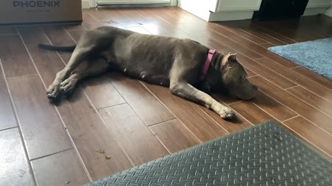 Attacked By My XL Pitbull Graphic