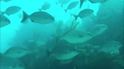 A weekend of diving