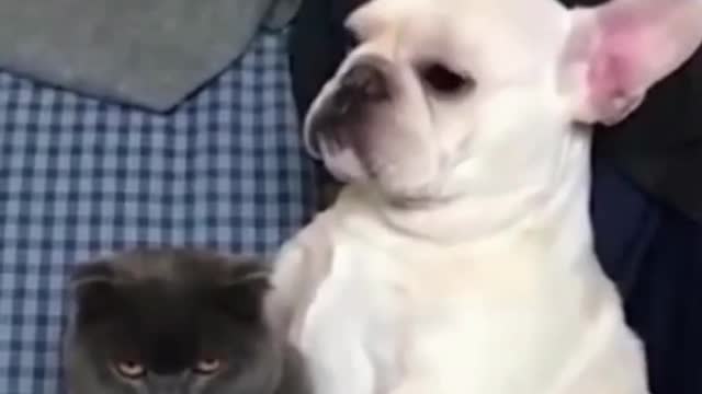 Cute 🥰 ⃞ 🥰dogs