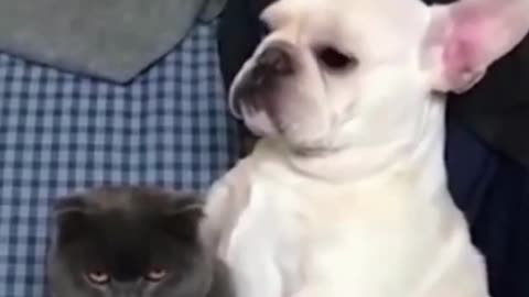 Cute 🥰 ⃞ 🥰dogs