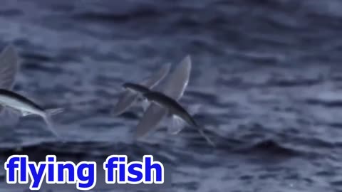 Flying fish