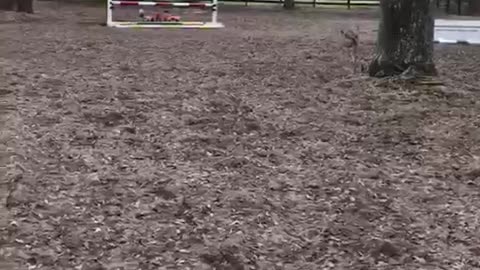 Zoom at the canter