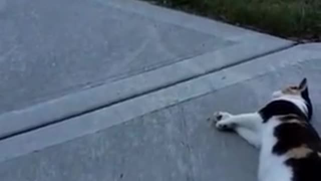 Funniest _cats _ fun _ video 🤣😀