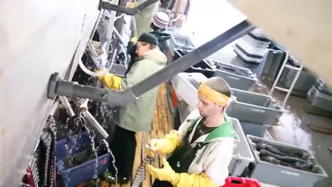 Billions of Mussels Raised By This Modern Technique - Mussel Farming Process and Harvesting 2023
