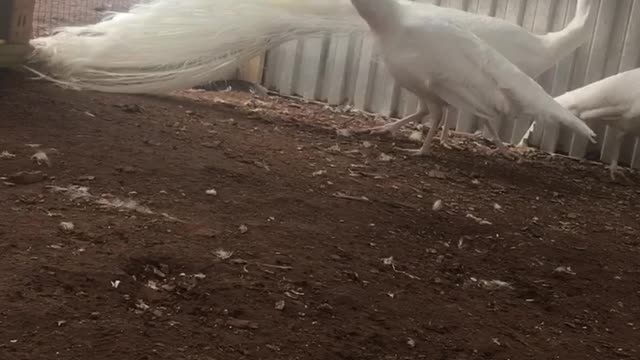Windy day for Caesar the peacock.