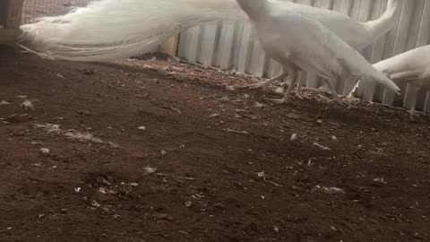 Windy day for Caesar the peacock.