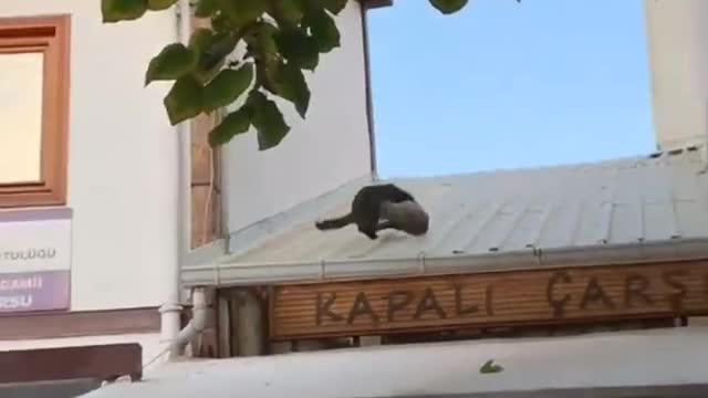 Two cats fell down fighting in a very dangerous way