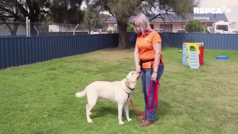 DOG TRAINING