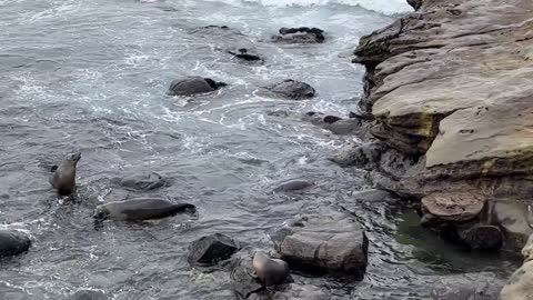 Seals Playing