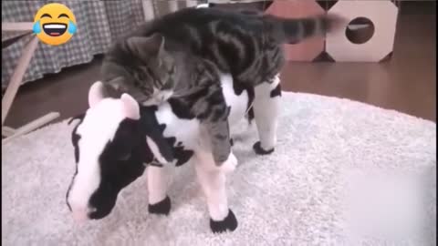 Funny cute animals 💖💖💖💖💖