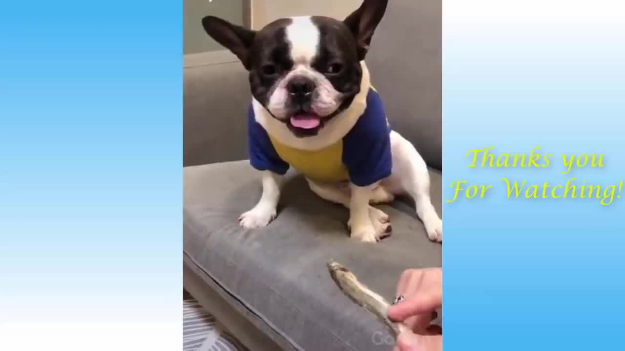 Funny and cute videos for cats