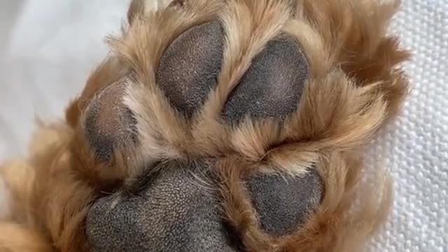 Happy#dog