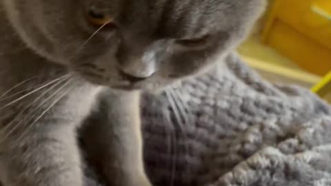 Im going to sleep cat